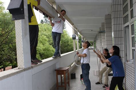 蝙蝠在家築巢|蝙蝠屋架設與監測 